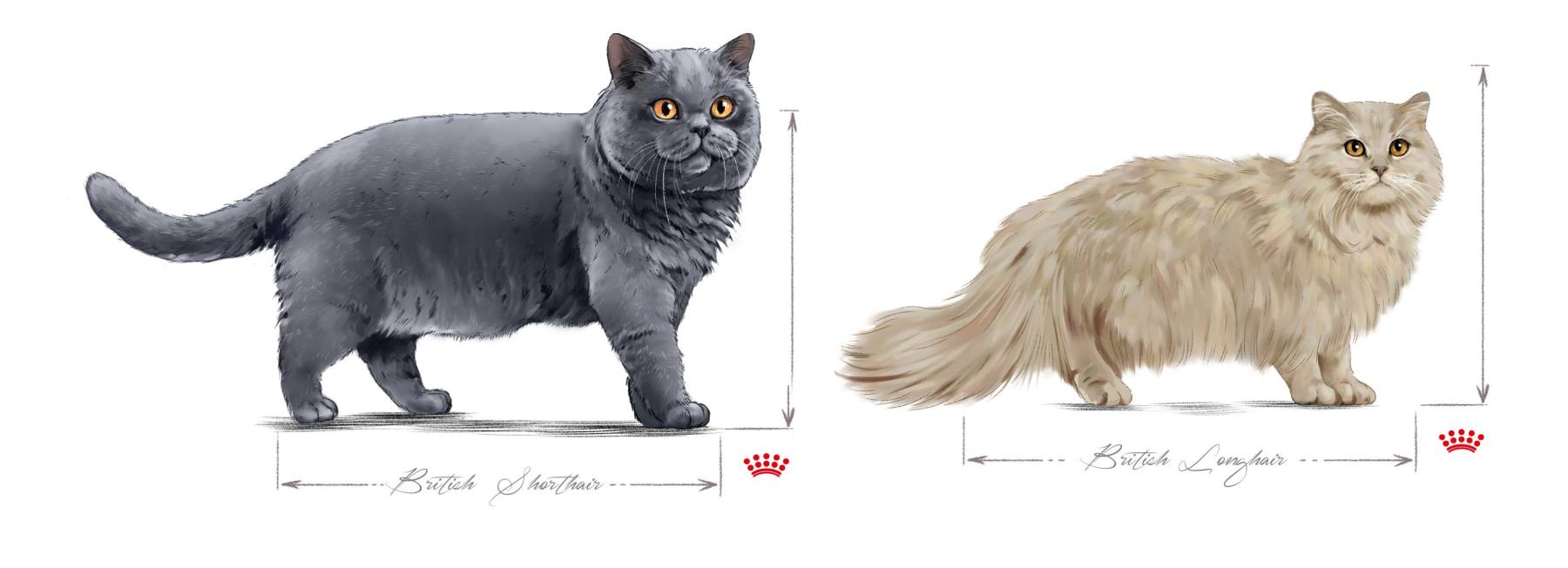 Ilustra&ccedil;&atilde;o mostra gatos das ra&ccedil;as british short hari e british long hair