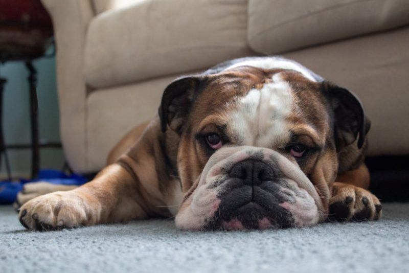 C&atilde;o da ra&ccedil;a Bulldogue ingl&ecirc;s