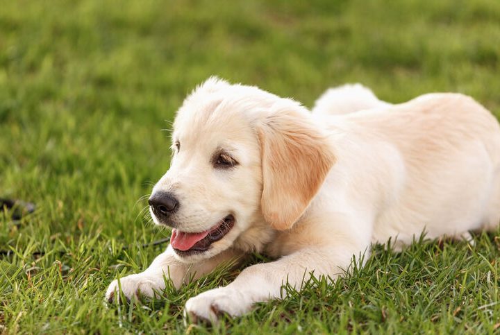 Soluções nutricionais da ROYAL CANIN® para as principais sensibilidades em cães
