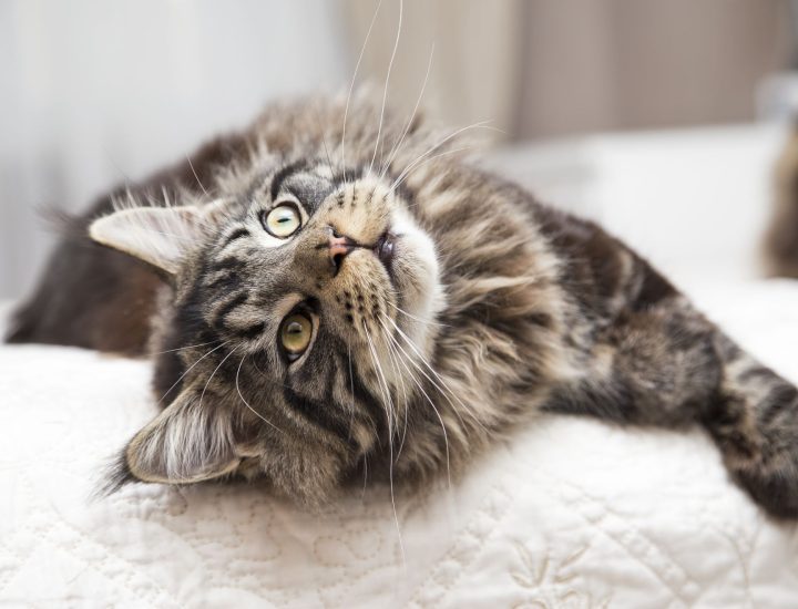 Raças de gatos mais comuns no Brasil: confira as principais!