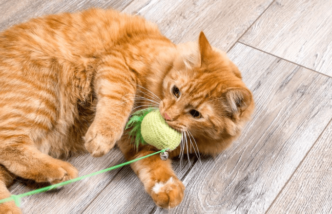 Enriquecimento ambiental para gatos e cães: entenda a importância para a saúde e bem-estar do pet!