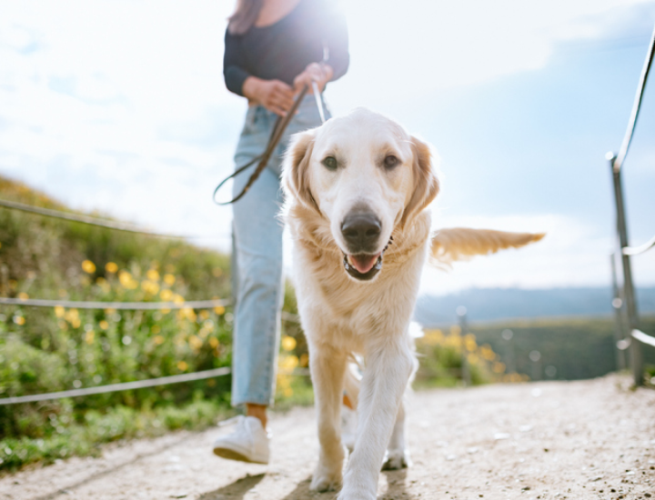 Principais aspectos da Insuficiência Pancreática Exócrina em cães e gatos