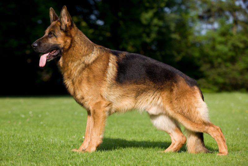 C&atilde;o da ra&ccedil;a Pastor Alem&atilde;o