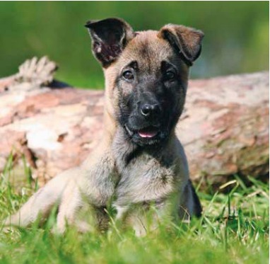 C&atilde;o Pastor Belga Malinois tem comportamento alegre e ativo