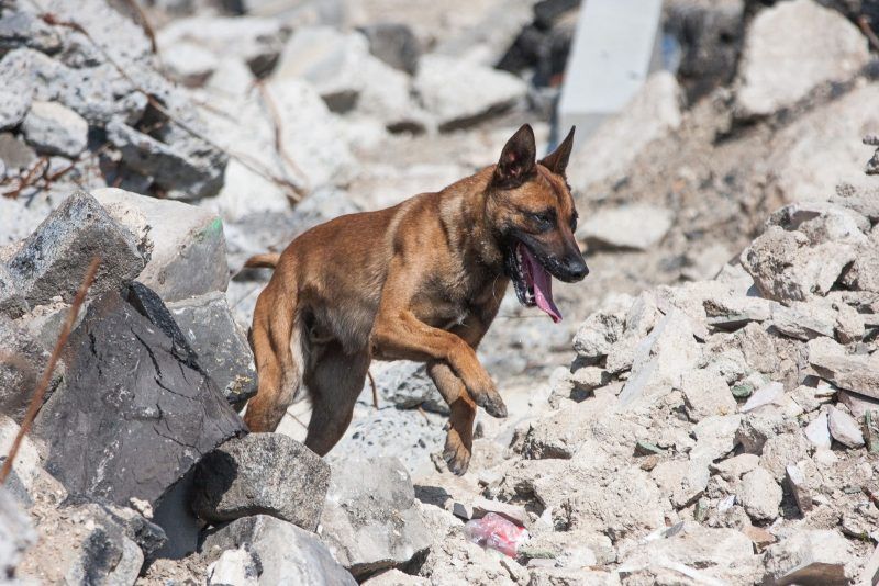 C&atilde;o da ra&ccedil;a Pastor Belga Malinois correndo em um ambiente com pedras