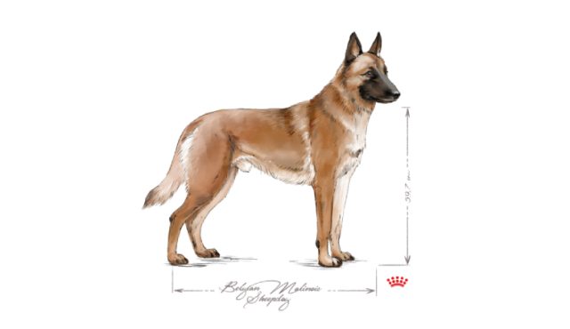 Alt image