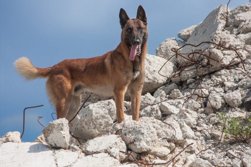 C&atilde;o da ra&ccedil;a Pastor Belga Malinois