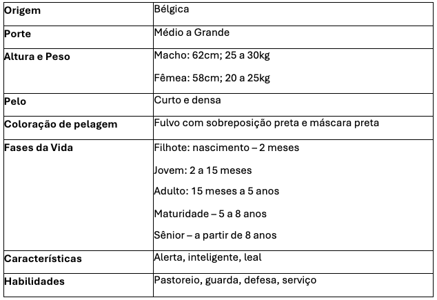 Caracter&iacute;sticas do c&atilde;o da ra&ccedil;a Pastor Belga Malinois