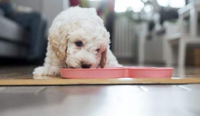 Alt image