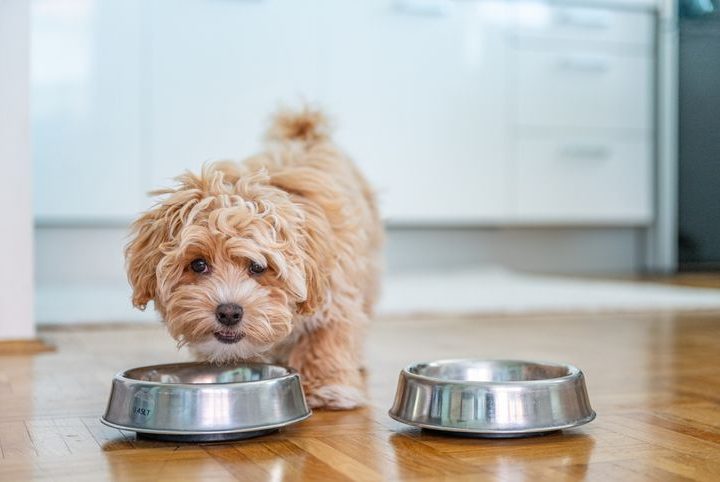 Webinar: Manejo nutricional do animal nefropata - o que há de novo?