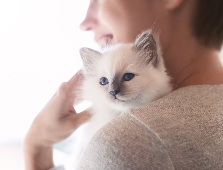 Por que gatos precisam de uma clínica com atendimento específico?