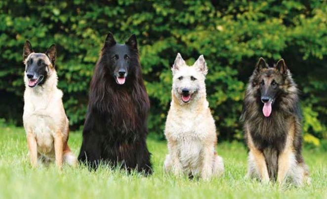 Pastor Belga Malinois: conheça as características da raça!