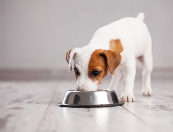 O suporte dermatológico através da nutrição do cão
