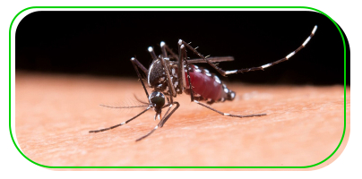 Aedes aegypti &eacute; um dos principais vetores de arboviroses