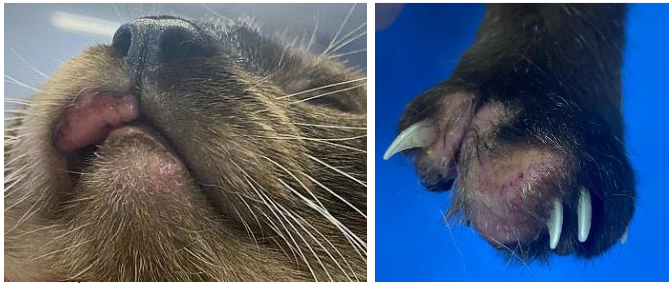 Imagens de gatos com Granuloma Eosinof&iacute;lico