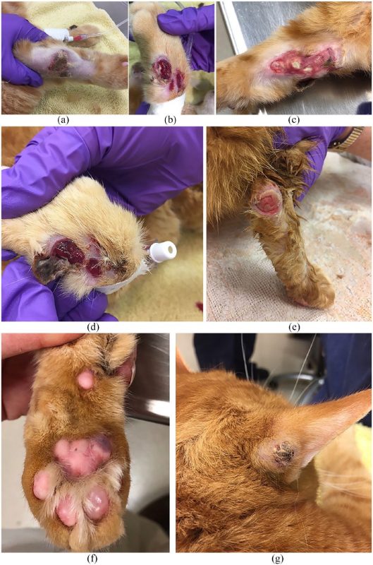 Les&otilde;es nos membros de pacientes com Granulona Eosinof&oacute;lico Felino