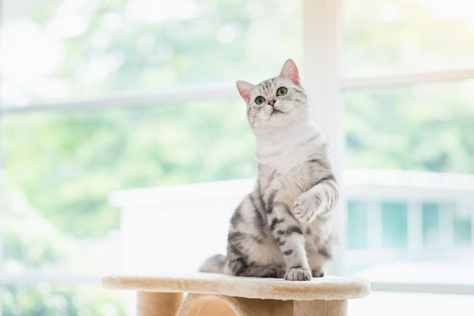 Gato da ra&ccedil;a American Shorthair. Felinos dessa ra&ccedil;a costumam ser American Shorthair &eacute; conhecido por ser tranquilos e afetuosos