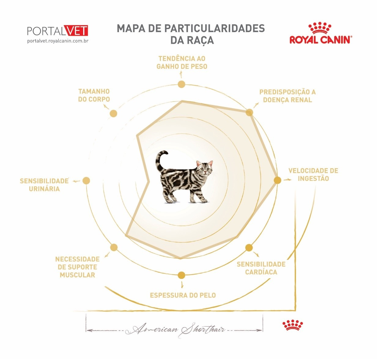 Mapa de particularidades do gato American Shorthair