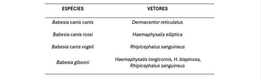 Tabela mostra as esp&eacute;cies de Babesia spp. e seus vetores