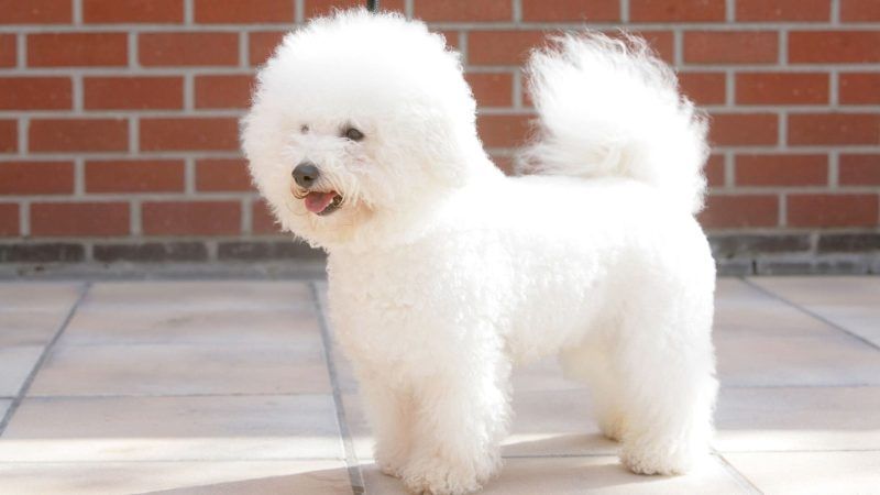Cão da raça Bichon Frisé. Saiba mais sobre essa raça