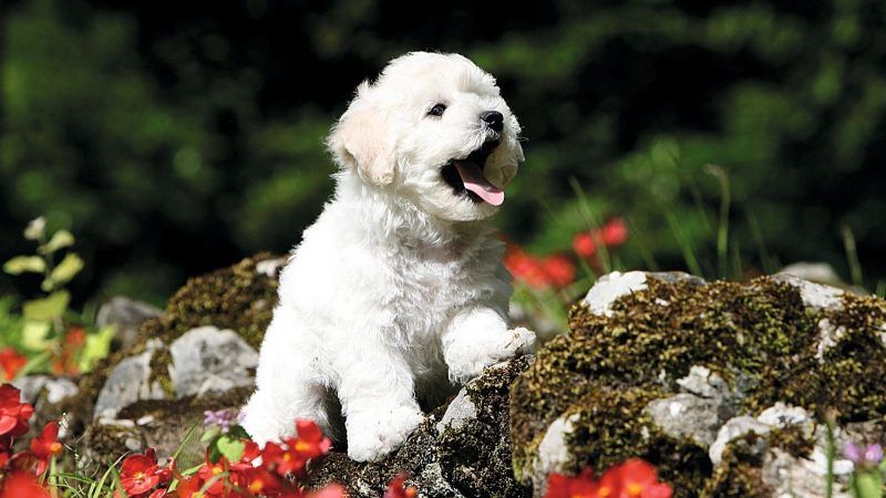 Bichon Frisé tem características únicas e é um excelente cão de companhia