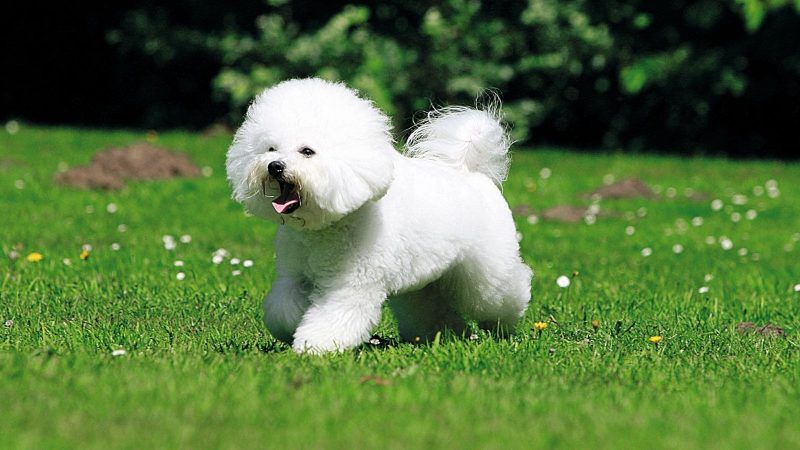 Bicho Frisé tem um comportamento alegre