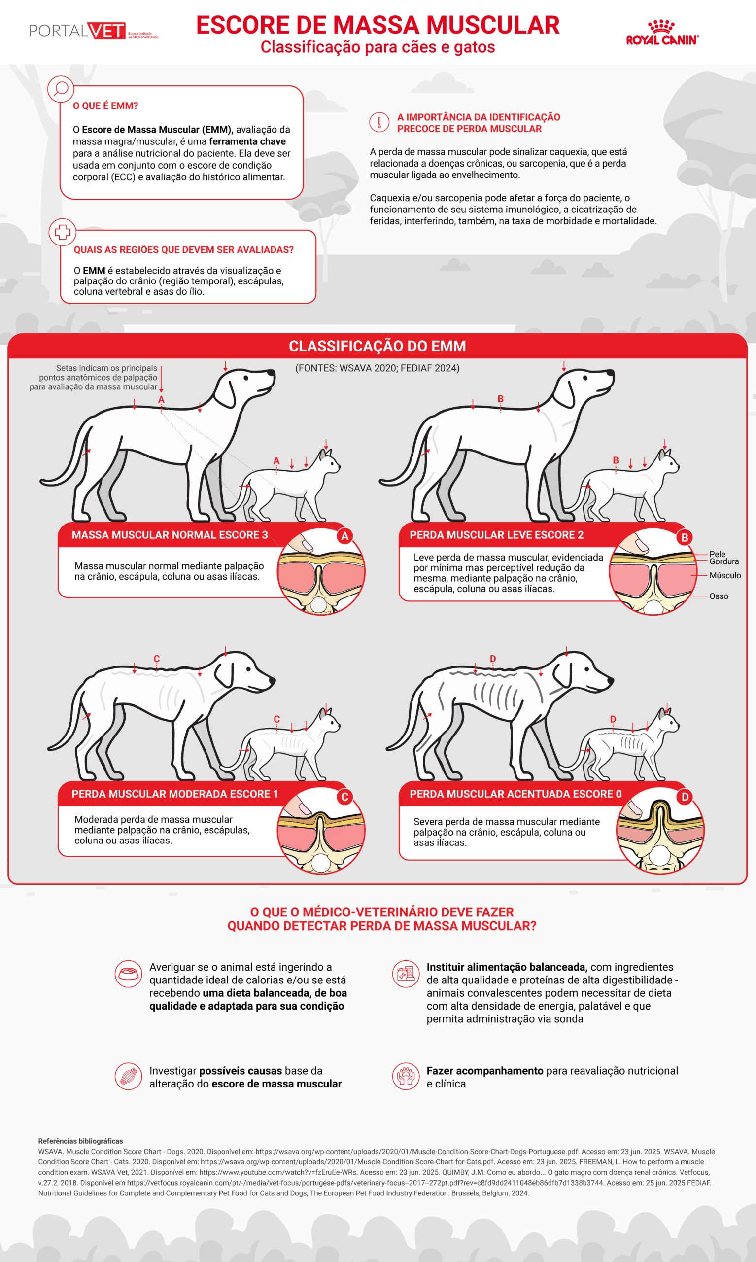 Infogr&aacute;fico mostra como usar o Escore de Massa Muscular para gatos e c&atilde;es