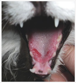 Les&atilde;o ulcerativa em gato com calicivirose