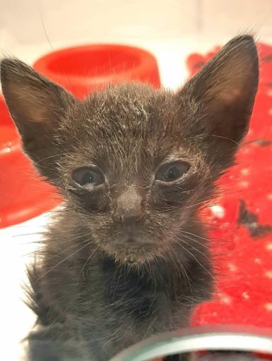 Gato com secre&ccedil;&atilde;o ocular e nasal por Calicivirose
