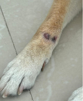 Les&atilde;o de dermatofitose em membro anterior