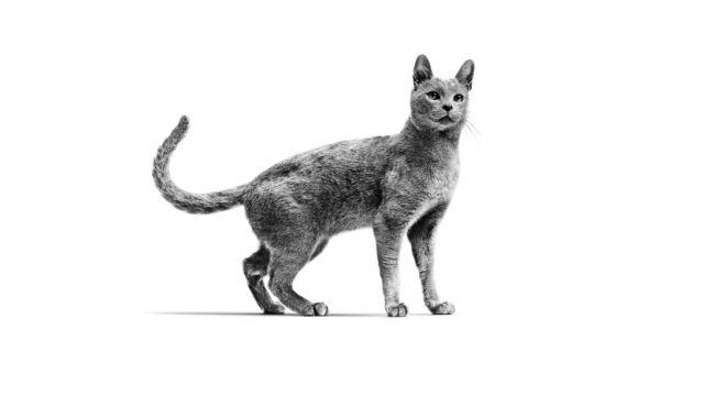 Alt image