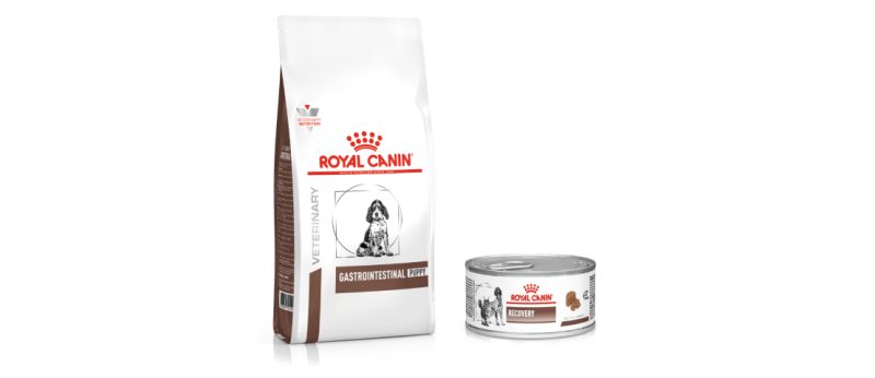 Filhotes com parvovirose podem se beneficiar dos alimentos Gastrointestinal Puppy e Recovery