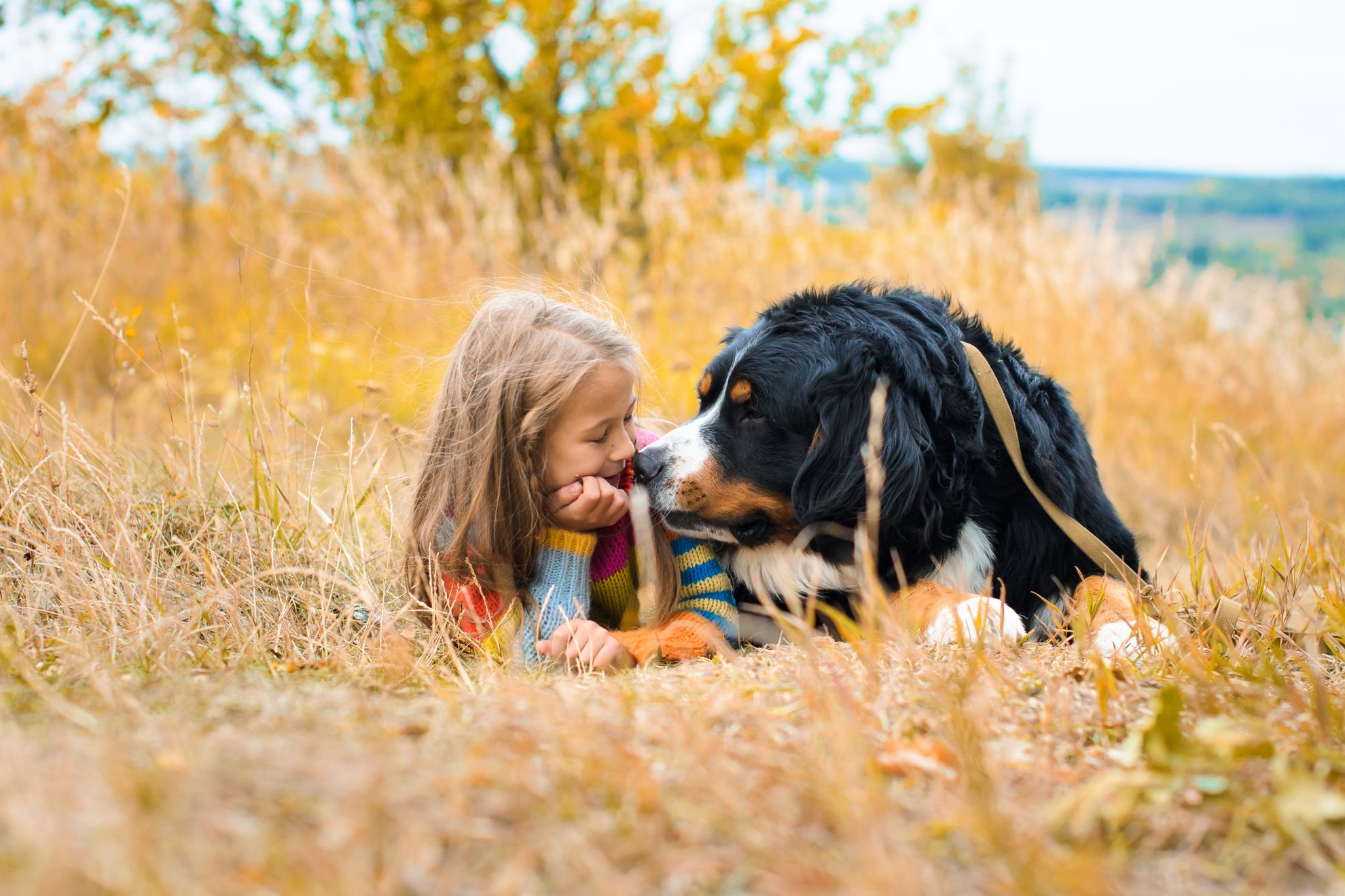 Bernese Mountain Dog &eacute;, geralmente, um c&atilde;o afetuoso