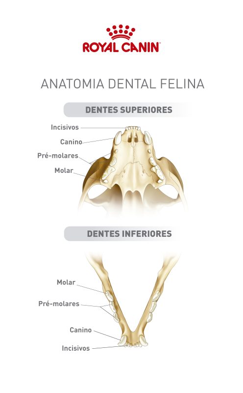 Detalhes da anatomia dental dos felinos