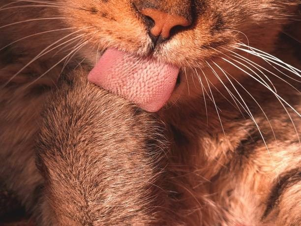 As papilas gustativas do gato t&ecirc;m papel importante no sistema digest&oacute;rio 
