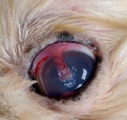 Enxerto pediculado em c&oacute;rnea central no olho esquerdo de um c&atilde;o pequin&ecirc;s com &uacute;lcera de c&oacute;rnea