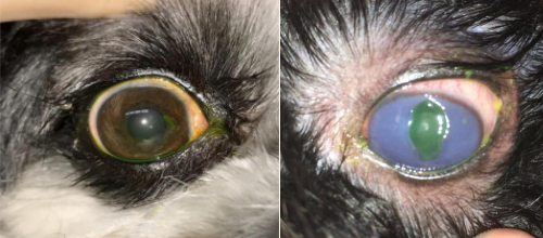 Exemplos de &uacute;lcera de c&oacute;rnea superficial e profunda em pacientes caninos
