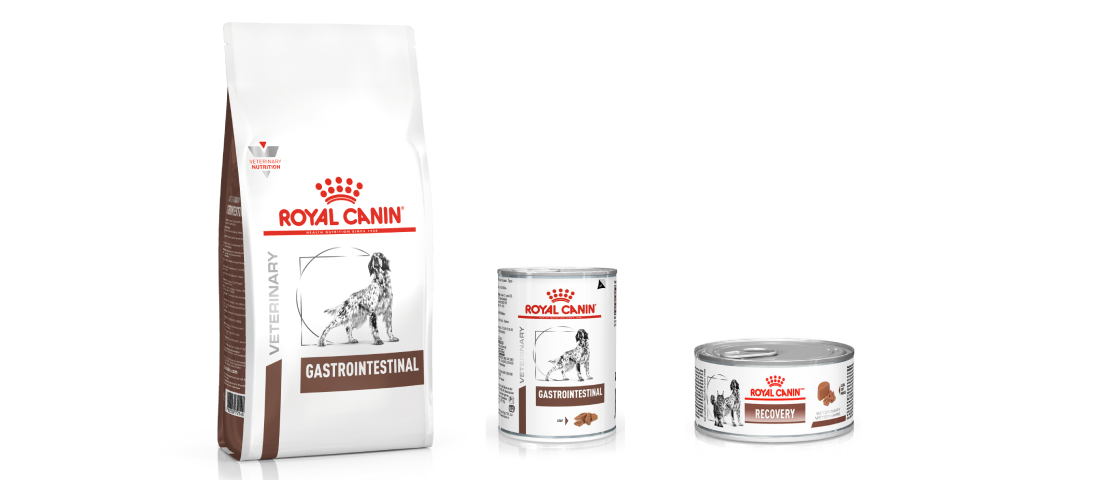 Alimentos Royal Canin que podem ajudar na convalesc&ecirc;ncia de c&atilde;es com mastocitoma