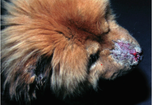 C&atilde;o com p&ecirc;nfigo foli&aacute;ceo, uma das doen&ccedil;as autoimunes dermatol&oacute;gicas mais comum na esp&eacute;cie