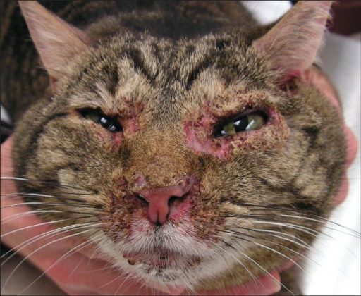 Gato acometido por p&ecirc;nfigo foli&aacute;ceo