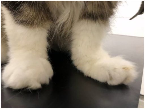 Gato com poliartrite imunomediada, mais um exemplo de doen&ccedil;a autoimune que pode acometer os felinos