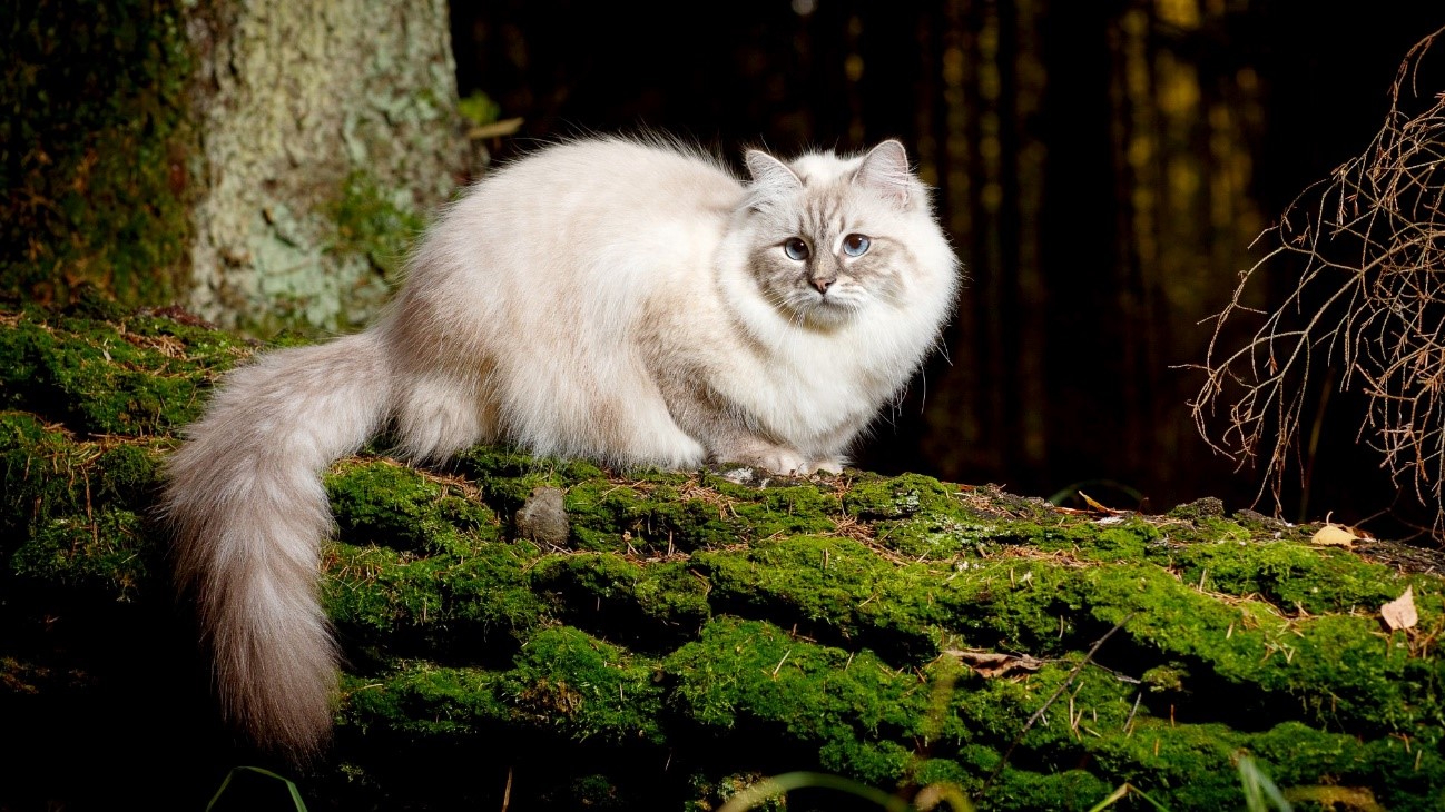 Gato siberiano tem como caracter&iacute;sticas a pelagem densa, porte m&eacute;dio e diversas colora&ccedil;&otilde;es