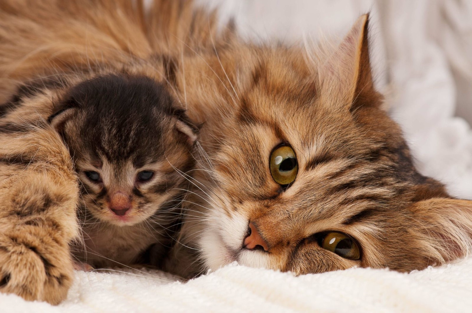 D&uacute;vidas respondidas sobre o gato Siberiano