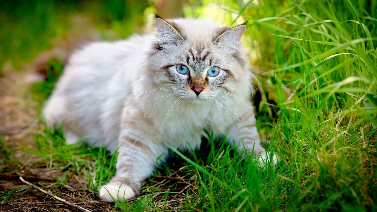 Gato siberiano pode apresentar predisposi&ccedil;&atilde;o a algumas doen&ccedil;as