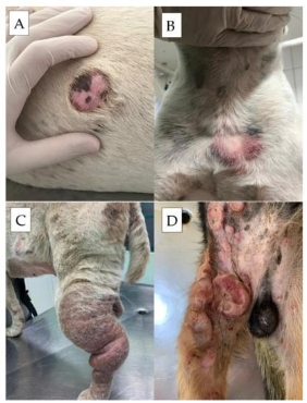 Detalhes de diferentes les&otilde;es de mastocitoma canino