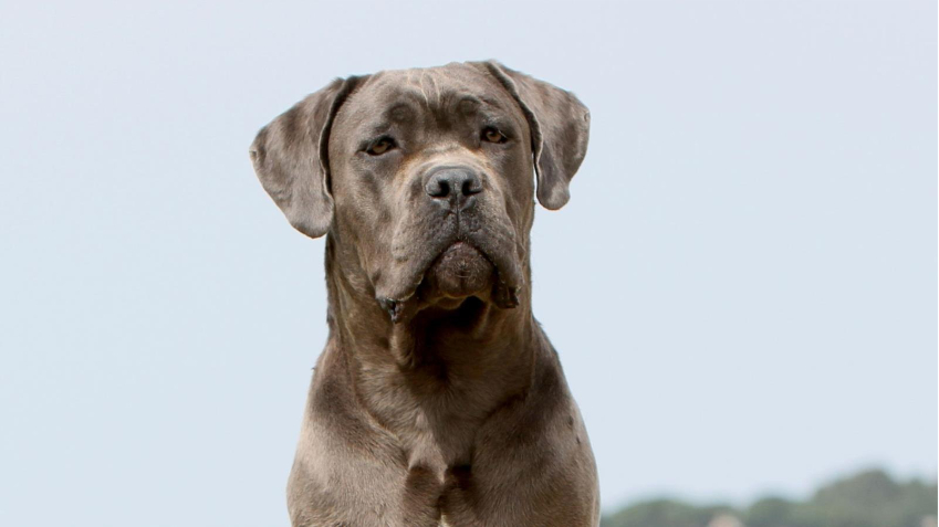 C&atilde;o da ra&ccedil;a Cane Corso. Imagem tem um recorte e destaca o focinho do c&atilde;o.