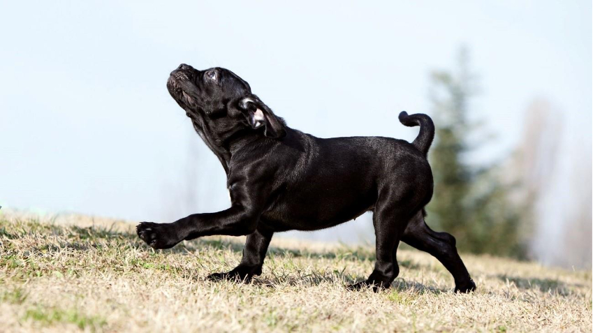 Filhote de c&atilde;o da ra&ccedil;a Cane Corso correndo em um ambiente externo