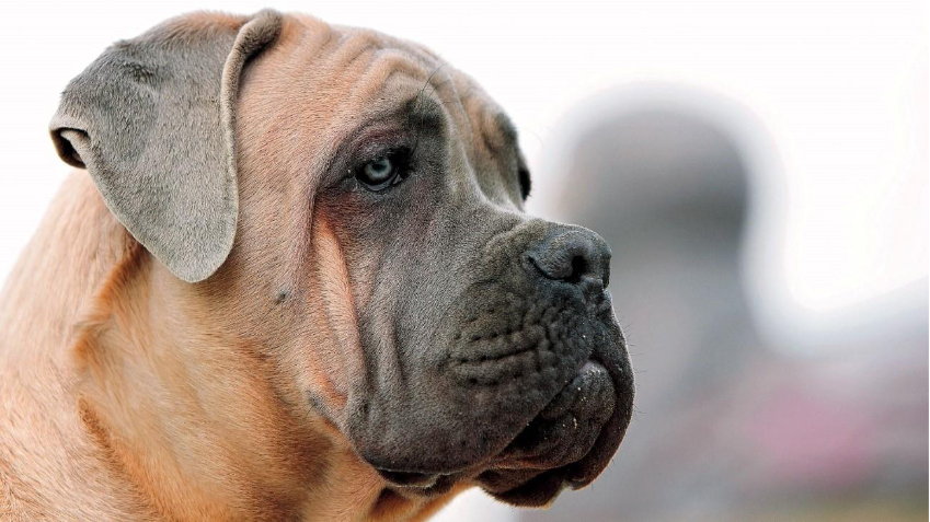 C&atilde;o da ra&ccedil;a Cane Corso com pelagem marrom. Detalhe da cabe&ccedil;a do animal