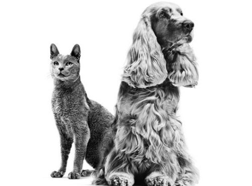Imagem de um cão e um gato para ilustrar banner da área logada de Portal VET