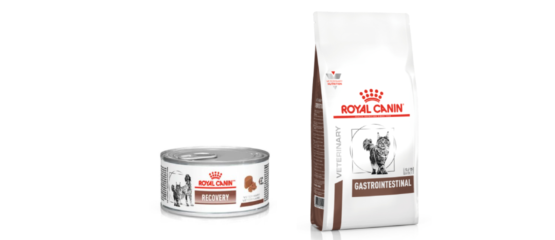 Alimentos Recovery e Gastrointestinal Feline podem ser indicados para gatos com panleucopenia